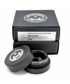 North Bay Kush Autoflower Seeds (3-pack)- PURPLE CITY GENETICS
