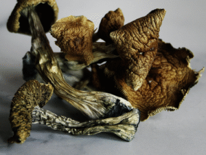 Buy Golden Teacher Mushroom