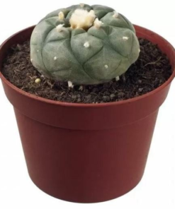 Buy Peyote Cactus